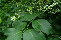 Dalbergia latifolia